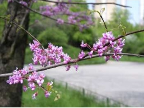 Cercis siliquastrum (Arborele Iudei)